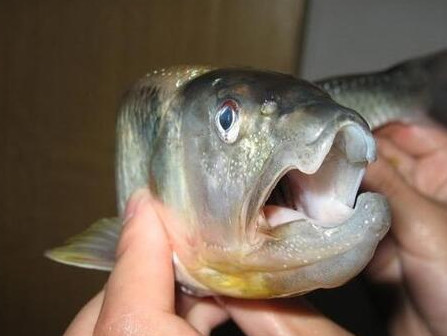 釣馬口魚用什么餌料？釣馬口魚用什么打窩？