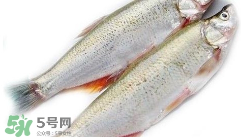 白條魚能長多大？白條魚可以長多大？