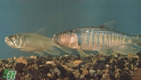 馬口魚是海魚嗎？馬口魚是什么魚