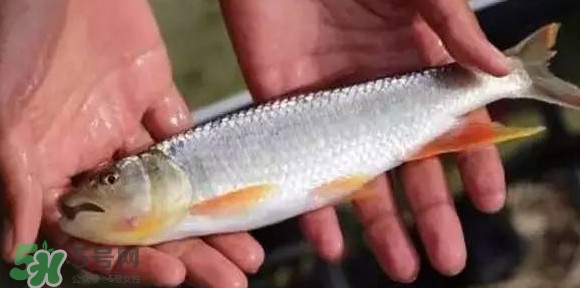 馬口魚(yú)能長(zhǎng)多大？馬口魚(yú)最大能長(zhǎng)多長(zhǎng)？