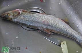 翹殼是什么魚？翹殼魚多少錢一斤2017？