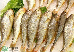 小黃魚(yú)長(zhǎng)大后會(huì)不會(huì)變成大黃魚(yú)？