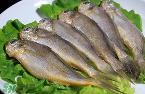 小黃魚(yú)長(zhǎng)大后會(huì)不會(huì)變成大黃魚(yú)？