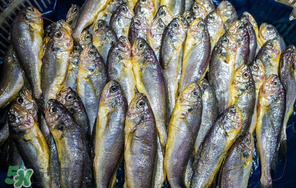 小黃魚多少錢一斤？野生小黃魚多少錢一斤？