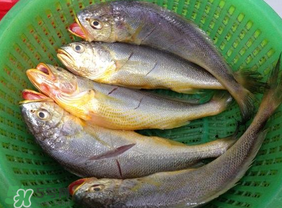小黃魚(yú)可以養(yǎng)殖嗎？小黃魚(yú)能人工養(yǎng)殖嗎？