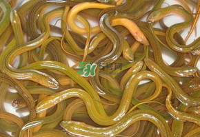 鱔魚可以養(yǎng)多久？鱔魚怎么養(yǎng)？