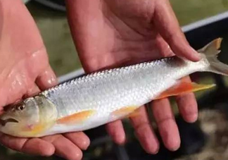 馬口魚能長多大？馬口魚最大能長多長？