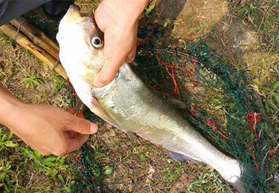 翹嘴魚是白條嗎？翹嘴魚和白條的區(qū)別