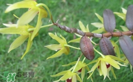 石斛花什么時候采摘？石斛花泡水喝有什么功效