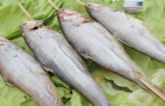 釣馬口魚用什么餌料？釣馬口魚用什么打窩？