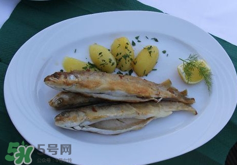 馬口魚(yú)能長(zhǎng)多大？馬口魚(yú)最大能長(zhǎng)多長(zhǎng)？