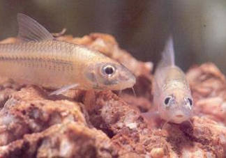 馬口魚能養(yǎng)殖嗎？馬口魚怎么養(yǎng)？