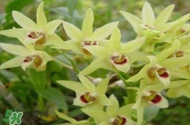 鐵皮石斛花多少錢一斤2017？石斛花多少錢一斤