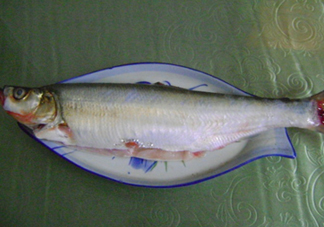 釣翹嘴魚用什么餌料好？翹嘴魚什么時候好釣