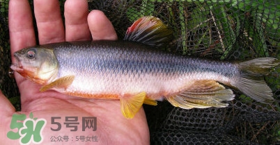馬口魚多少錢一斤2017？野生馬口魚多少錢一斤？