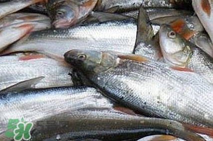 馬口魚怎么釣？馬口魚什么時候釣最好