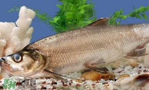 翹殼魚怎么做好吃？翹殼魚刺多嗎