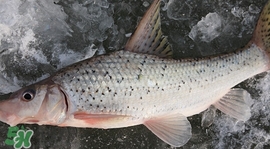 釣翹嘴魚用什么餌料好？翹嘴魚什么時候好釣