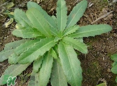 刺兒菜是蒲公英嗎？刺兒菜和蒲公英的區(qū)別
