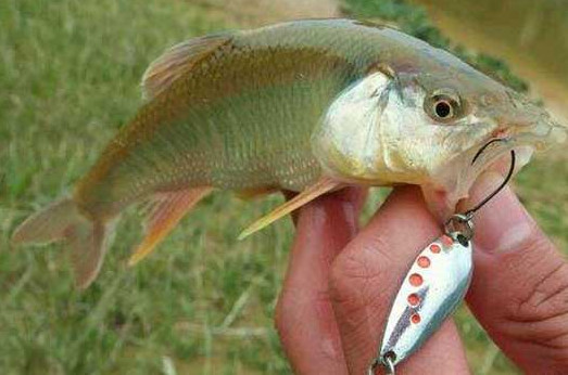 釣馬口魚用什么餌料？釣馬口魚用什么打窩？