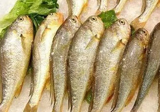 小黃魚可以養(yǎng)殖嗎？小黃魚能人工養(yǎng)殖嗎？