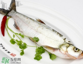 白條魚能長多大？白條魚可以長多大？