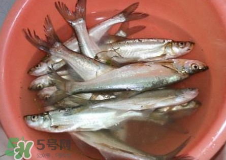 翹殼是什么魚？翹殼魚多少錢一斤2017？