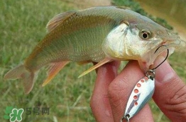 馬口魚怎么吃？馬口魚怎么做好吃？