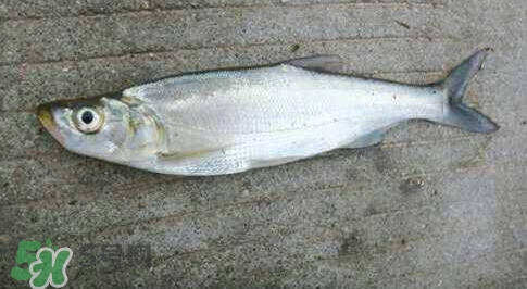 釣翹嘴魚用什么餌料好？翹嘴魚什么時候好釣