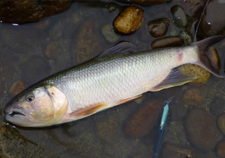 馬口魚多少錢一斤2017？野生馬口魚多少錢一斤？