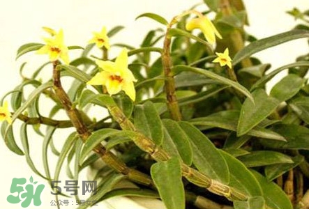鐵皮石斛花多少錢一斤2017？石斛花多少錢一斤