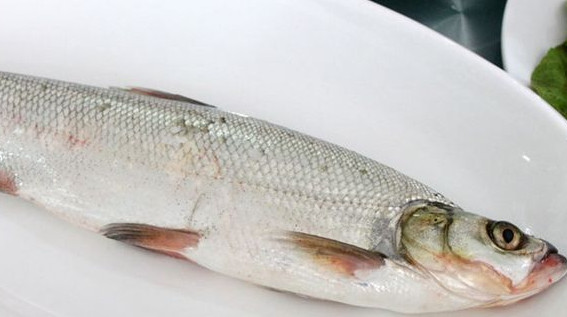 翹嘴魚是白條嗎？翹嘴魚和白條的區(qū)別
