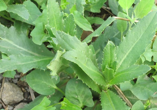 刺兒菜是蒲公英嗎？刺兒菜和蒲公英的區(qū)別