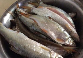 孕婦可以吃白條魚嗎？白條魚孕婦能吃嗎？