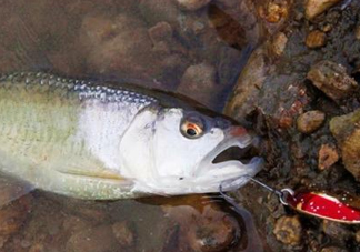 釣馬口魚用什么餌料？釣馬口魚用什么打窩？