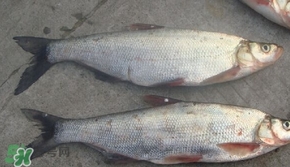 翹嘴魚是什么魚？翹嘴魚是淡水魚嗎