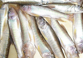馬口魚怎么吃？馬口魚怎么做好吃？