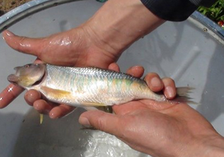馬口魚喜歡吃什么？馬口魚一般生長在什么地方