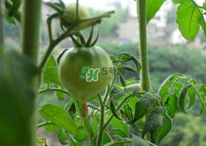 7月份種什么蔬菜？七月份適合種植哪些蔬菜？