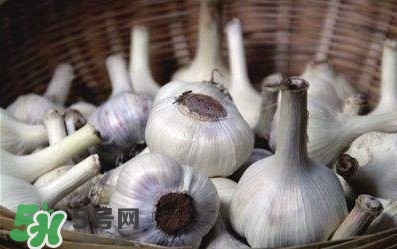 新蒜頭怎么保存不發(fā)芽？新蒜頭怎么存放