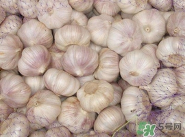 新蒜頭什么時候上市？新蒜頭幾月份上市