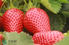 6月份可以種草莓嗎？草莓6月份可以種植嗎？