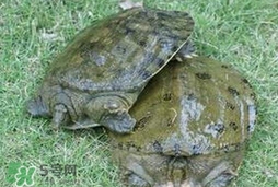 野生甲魚怎么養(yǎng)？野生甲魚如何養(yǎng)