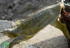 野生甲魚(yú)吃什么？野生甲魚(yú)幾年可以長(zhǎng)5斤？