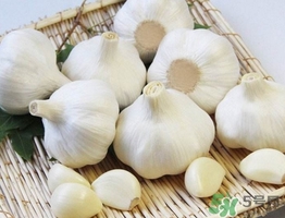 新蒜頭什么時候上市？新蒜頭幾月份上市
