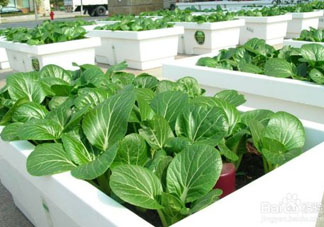 7月份種什么蔬菜？七月份適合種植哪些蔬菜？
