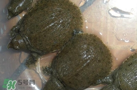 野生甲魚(yú)吃什么？野生甲魚(yú)幾年可以長(zhǎng)5斤？