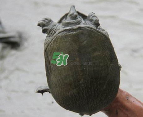 甲魚(yú)不能和什么一起吃？甲魚(yú)不能跟什么食物一起吃