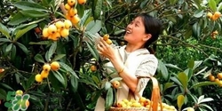 孕婦怎么吃枇杷好？孕婦能吃枇杷膏嗎？