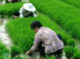 芒種種什么？芒種種什么疏菜？